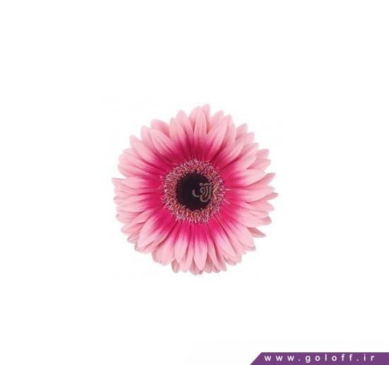 شاخه گل طبیعی - گل ژربرا راسکیلد - Gerbera | گل آف